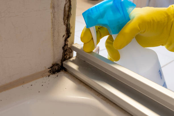 Best Office Mold Removal Services  in El Cerro Mission, NM