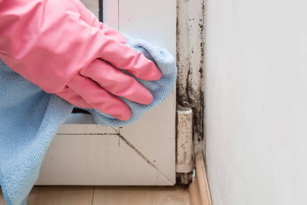 Best Commercial Mold Removal  in El Cerro Mission, NM